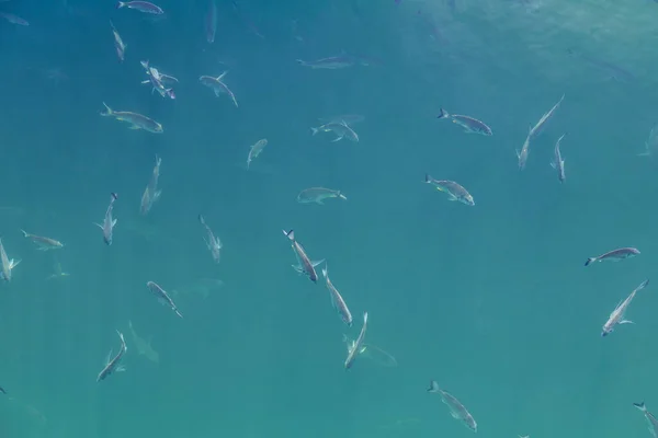 İskelenin yakınındaki açık denizde yüzen balık sürüsü.