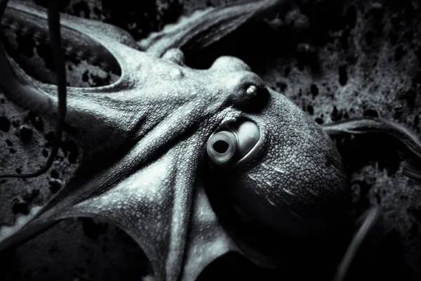 Ahtapotun kapkara arka planına dikkat et.