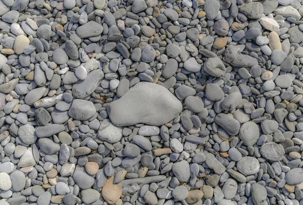 Ortada Büyük Bir Çakıl Taşı Olan Gri Kumsal Çakıl Taşları — Stok fotoğraf