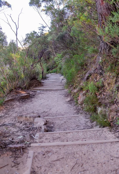 Her iki tarafında korunmamış foret olan toprak patika mesafeye doğru kayboluyor.