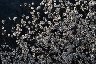 Madrid 'de güneşli bir kırsalda açan badem ağacı pembe çiçekleri.