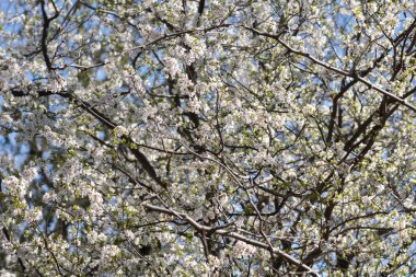 Madrid 'de güneşli bir kırsalda açan badem ağacı pembe çiçekleri.