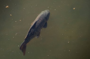 Madrid 'de sudaki sazan balığı ya da Avrupa sazan balığı