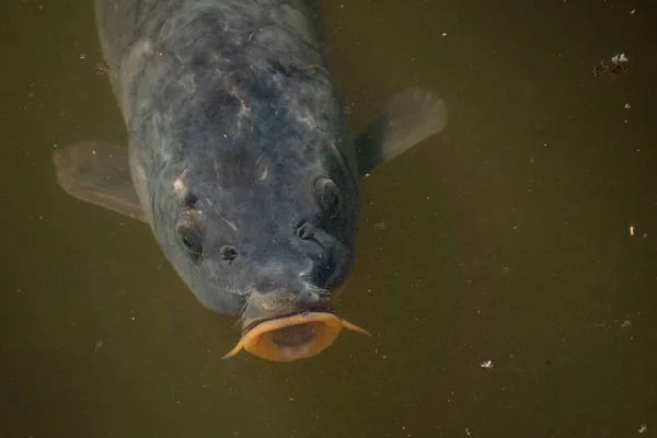The common carp or European carp in the water in Madrid