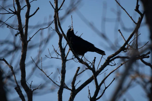 Silueta Černé Vrány Sedící Větvi Stromu Modrou Oblohou — Stock fotografie