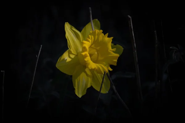 马德里一个花园的黑暗中出现了黄色的水仙 — 图库照片