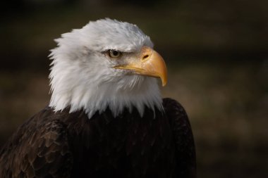 Vahşi, güzel bir Amerikan kel kartalının portresi