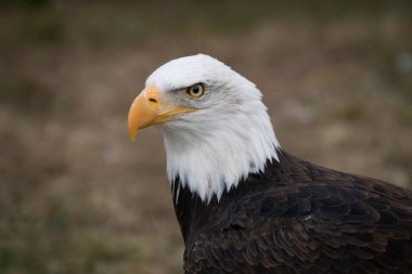 Vahşi, güzel bir Amerikan kel kartalının portresi