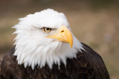 Vahşi bir Amerikan kel kartalının portresi
