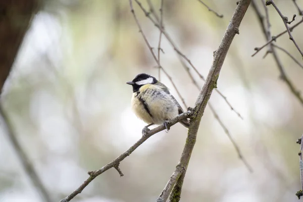 Great Tit Perched Branch Tree Winter Madrid — Stock fotografie