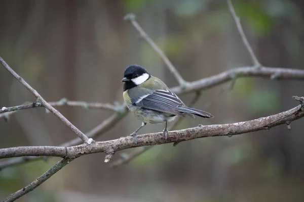 Great Tit Perched Branch Tree Winter Madrid — 스톡 사진