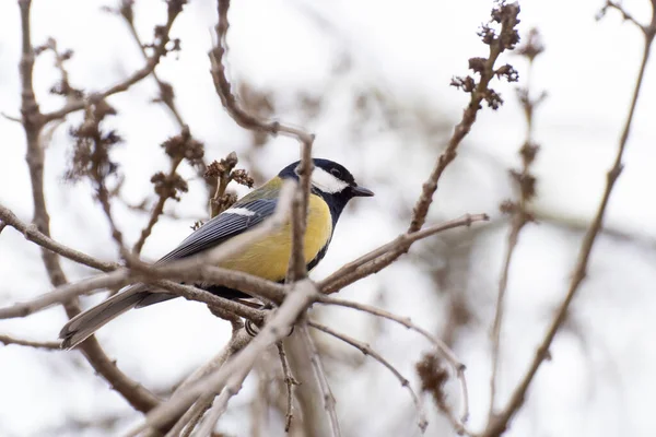 Great Tit Perched Branch Tree Winter Madrid — Stock fotografie