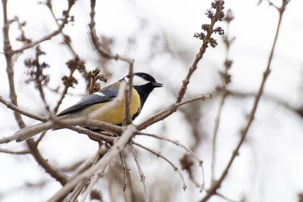 Great Tit Perched Branch Tree Winter Madrid — Stock fotografie