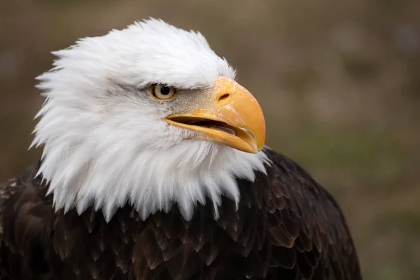 Gesicht Porträt Eines Wilden Schönen Amerikanischen Weißkopfseeadlers — Stockfoto