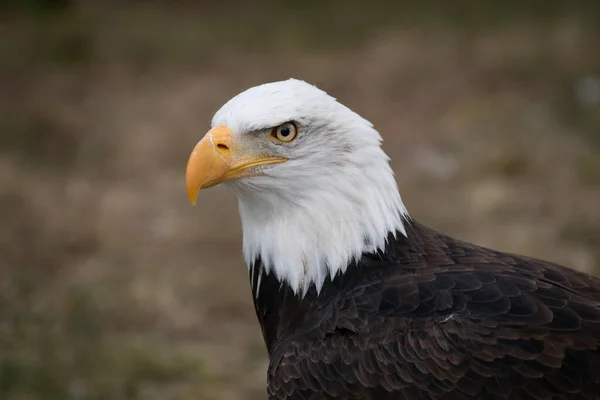 Gesicht Porträt Eines Wilden Schönen Amerikanischen Weißkopfseeadlers — Stockfoto