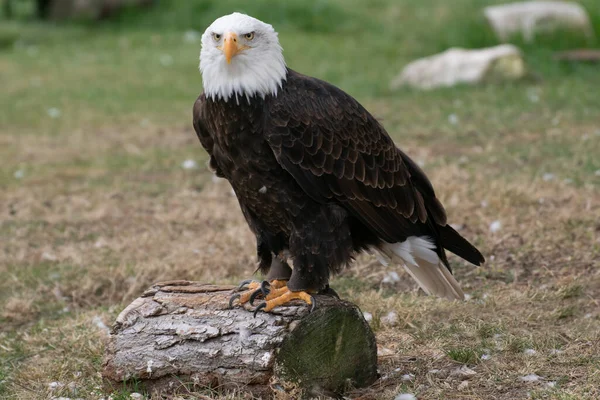 Retrato Hermoso Águila Calva Americana Lista Para Una Exposición — Foto de Stock
