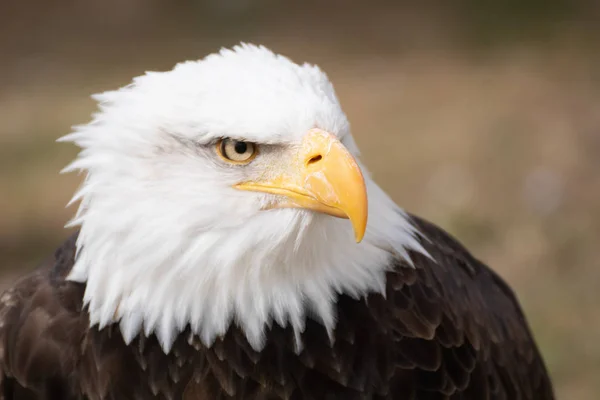 Gesichtsbild Eines Wilden Amerikanischen Weißkopfseeadlers — Stockfoto