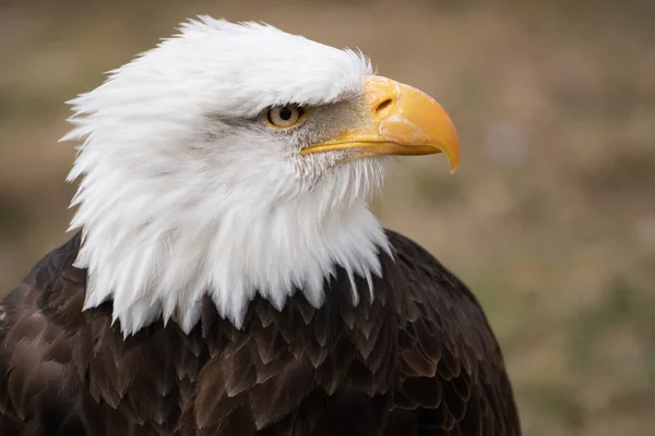 Ritratto Facciale Una Bellissima Aquila Calva Americana Selvaggia — Foto Stock