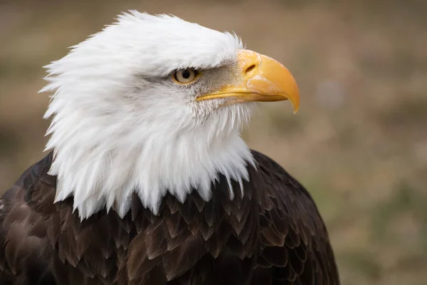 Gesicht Porträt Eines Wilden Schönen Amerikanischen Weißkopfseeadlers — Stockfoto