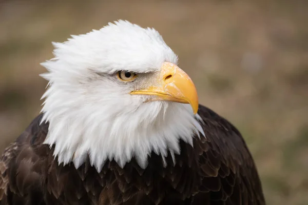 Ritratto Facciale Una Bellissima Aquila Calva Americana Selvaggia — Foto Stock