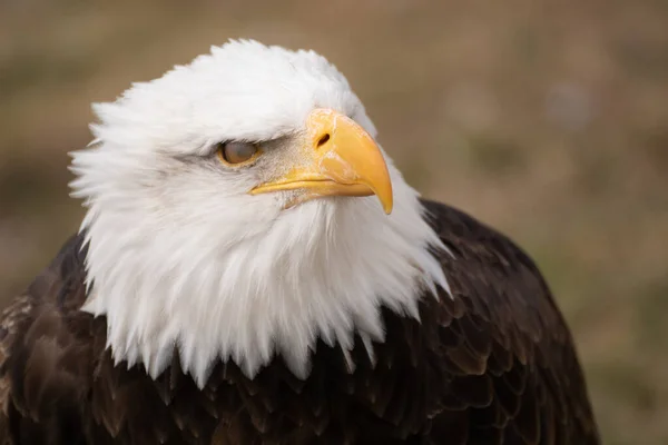 Ritratto Facciale Aquila Selvaggia Calva Americana Che Lampeggia — Foto Stock