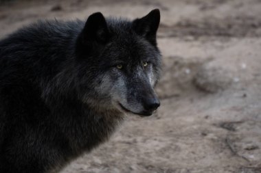 Kışın kuzeybatıda yaşayan güzel bir kurdun portresi.