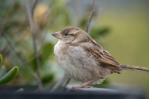 Portrait Une Jolie Moineau Sauvage Femelle Madrid — Photo