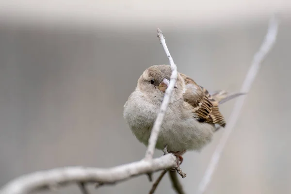 Portrait Cute Female Wild Sparrow Madrid — Stock Photo, Image