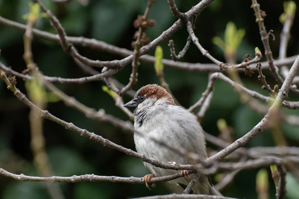 Portrait Cute Wild Male Sparrow Madrid — Stock Photo, Image