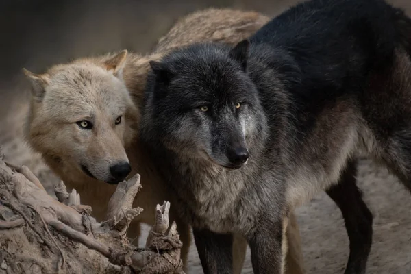 Πορτραίτο Δύο Όμορφων Βορειοδυτικών Λύκων Χειμώνα — Φωτογραφία Αρχείου