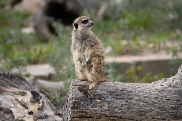 Πορτρέτο Ένα Χαριτωμένο Meerkat Επιφυλακή Ένα Ημερολόγιο — Φωτογραφία Αρχείου