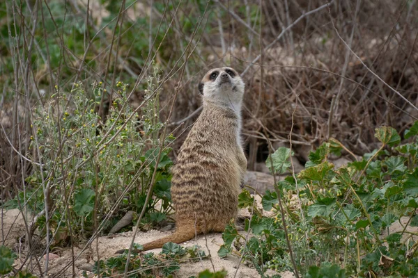 Πορτρέτο Ένα Χαριτωμένο Meerkat Επιφυλακή Για Γρασίδι — Φωτογραφία Αρχείου