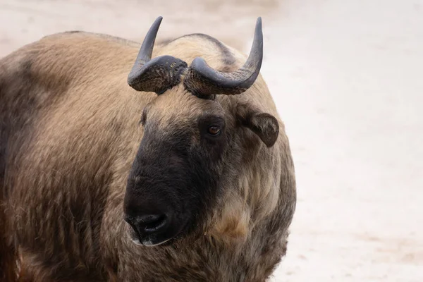 Retrato Facial Macho Mishmi Takin Inverno — Fotografia de Stock