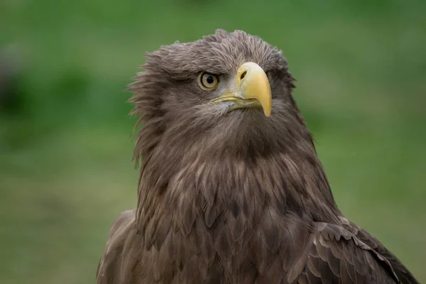 Närbild Porträtt Vit Stjärt Örn Framsida Fjädrar Rörda Vinden — Stockfoto