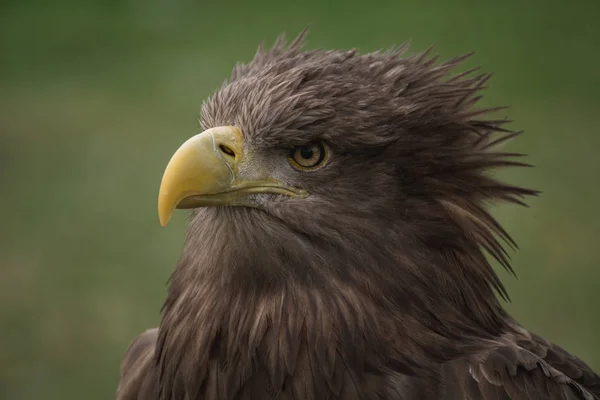 Närbild Porträtt Vit Stjärt Örn Profil Fjädrar Rörda Vinden — Stockfoto