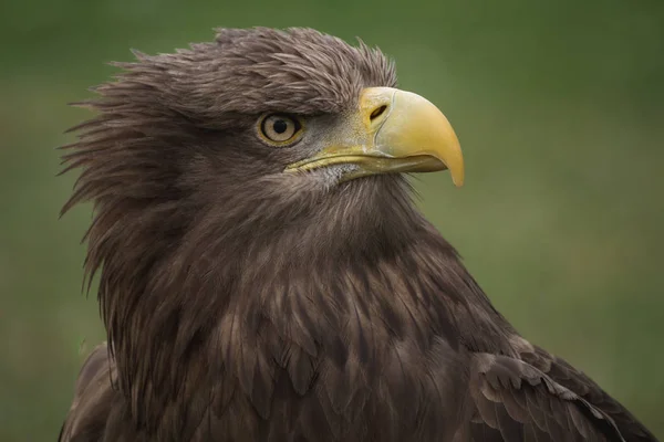 Närbild Porträtt Vit Stjärt Örn Profil Fjädrar Rörda Vinden — Stockfoto