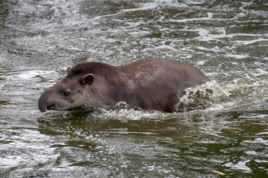Vahşi doğada suda yüzen Güney Amerika tapirinin portresi.