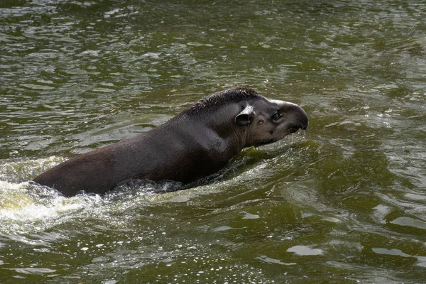 Potret Tapir Renang Dan Percikan Amerika Selatan Dalam Air — Stok Foto