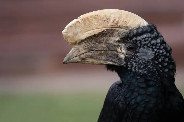 Zblízka Portrét Krásného Černého Muže Stříbřitou Tváří Hornbill — Stock fotografie