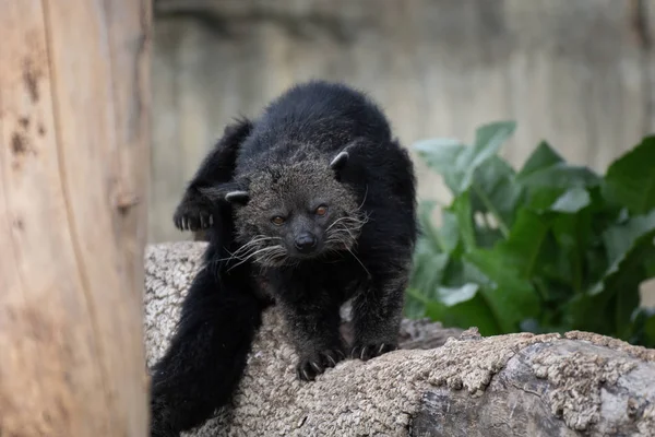 Retrato Oso Negro También Conocido Como Binturong Arañando Tronco — Foto de Stock