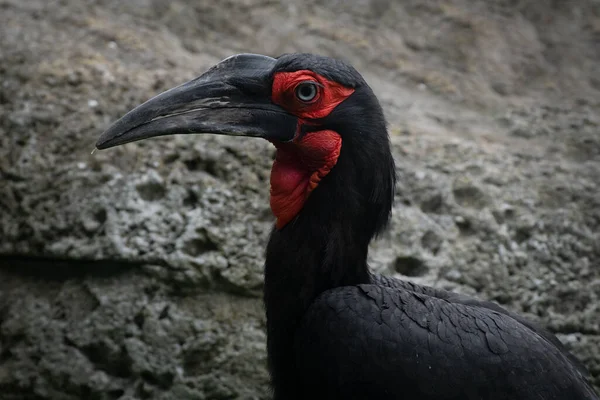 美しい黒い南の地面の角鳥の顔の肖像画 — ストック写真