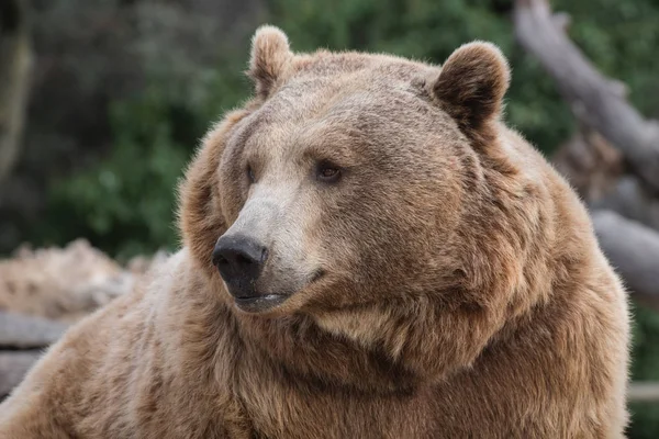 Tvář Medvěda Hnědého Sladkým Pohledem Lese — Stock fotografie