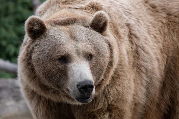 Tvář Medvěda Hnědého Sladkým Pohledem Lese — Stock fotografie
