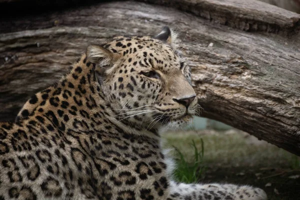 Portrait Beautiful Persian Male Leopard Captivity Royalty Free Stock Images