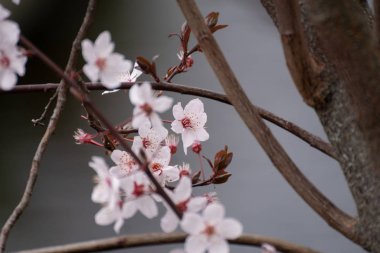 Madrid 'de baharda açan güzel badem ağacı pembe çiçekleri