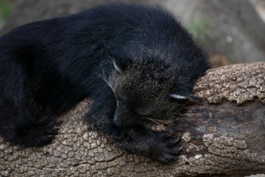 Bir kütüğün üzerinde duran binturgonun portresi, ayı olarak da bilinir.