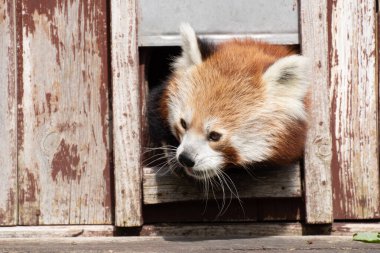 Kafasını ahşap bir eve sokan sevimli kırmızı bir panda portresi.