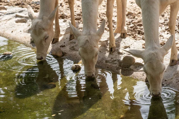 Drei Weiße Damhirsche Trinken Sommer Wasser — Stockfoto