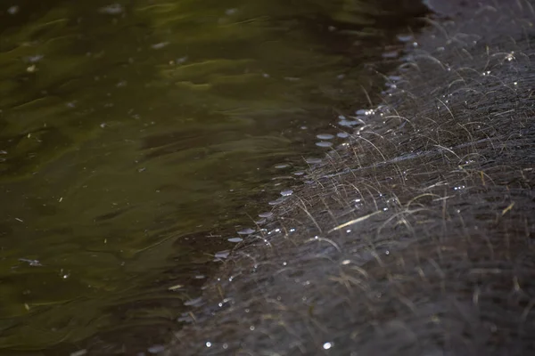 Zbliżenie Szczegółów Skóry Włosów Hipopotama Wody — Zdjęcie stockowe