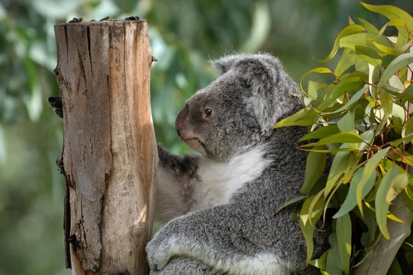 Portret Van Het Gezicht Van Een Koala Rustend Een Boom — Stockfoto